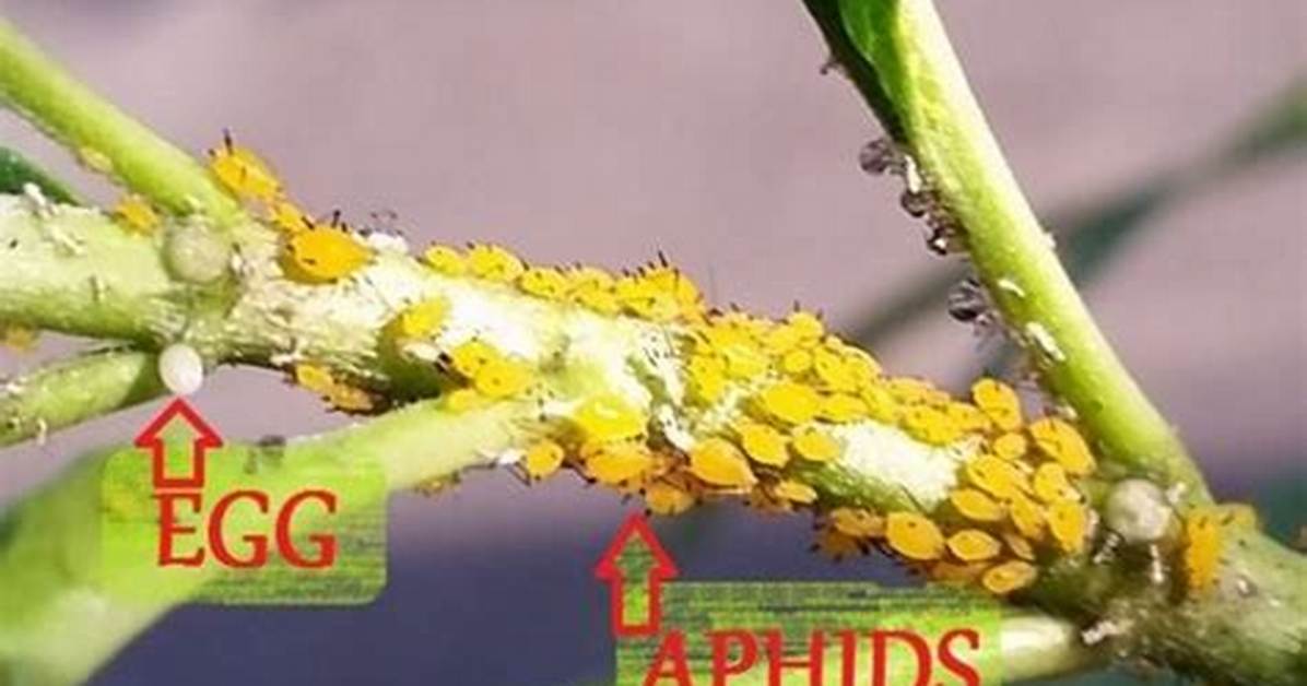 Do Aphids Lay Eggs?