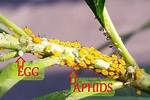 Do Aphids Lay Eggs?