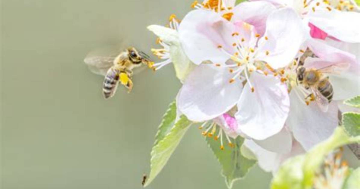Do Apple Trees Attract Bees