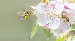 Do Apple Trees Attract Bees