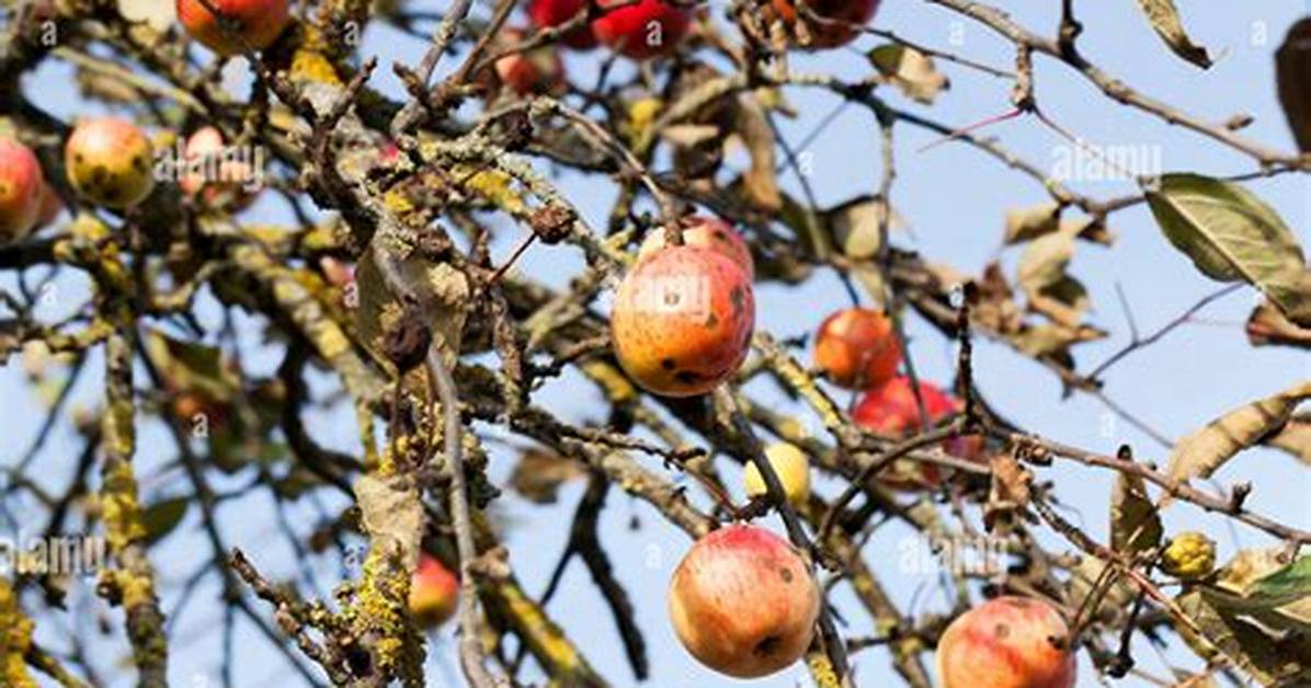 Do Apples Deteriorate