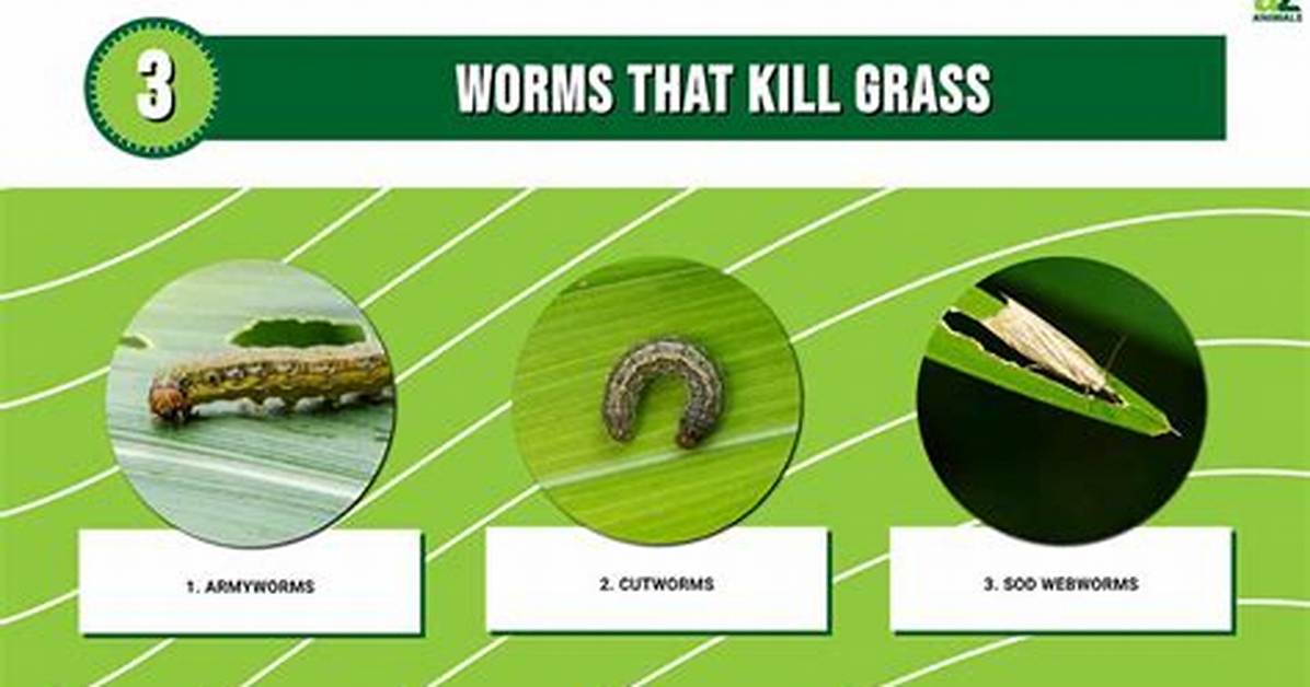 Do Army Worms Kill Grass?