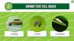 Do Army Worms Kill Grass?