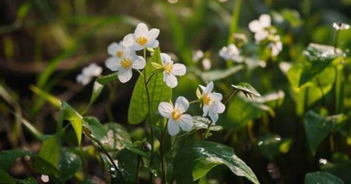 Do Arrowhead Plants Flower?