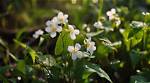 Do Arrowhead Plants Flower?