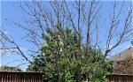 Do Ash Trees Freeze?