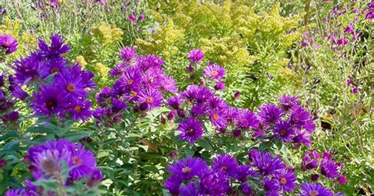 Do Asters Grow Wild