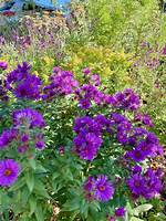 Do Asters Grow Wild