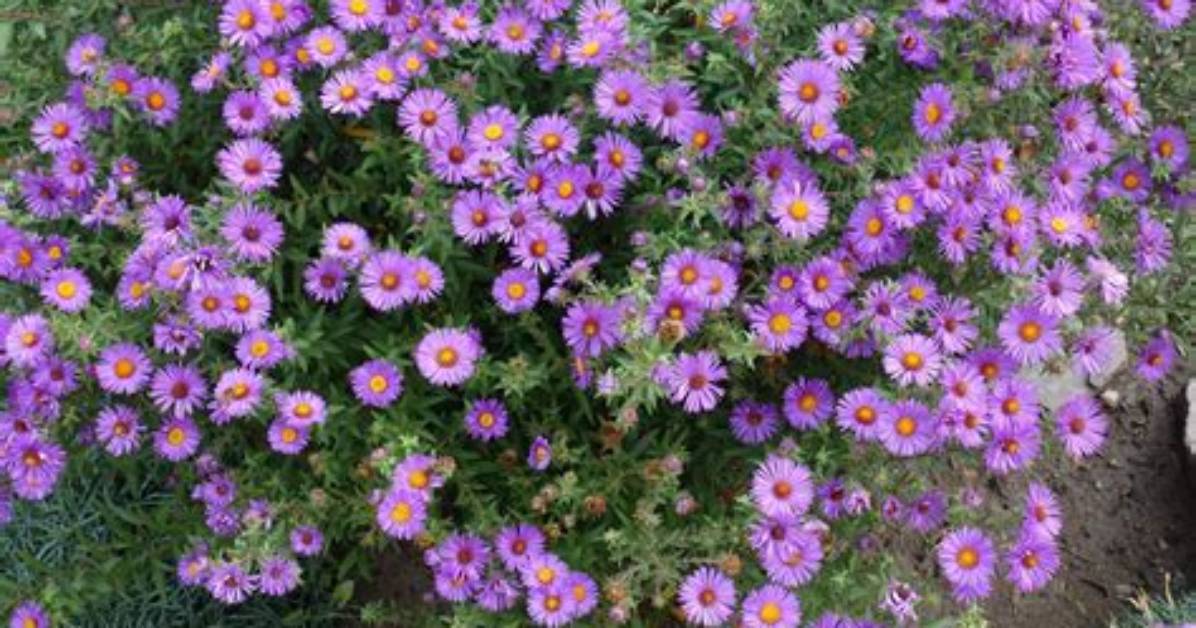 Do Asters Keep Blooming