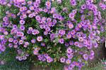 Do Asters Keep Blooming