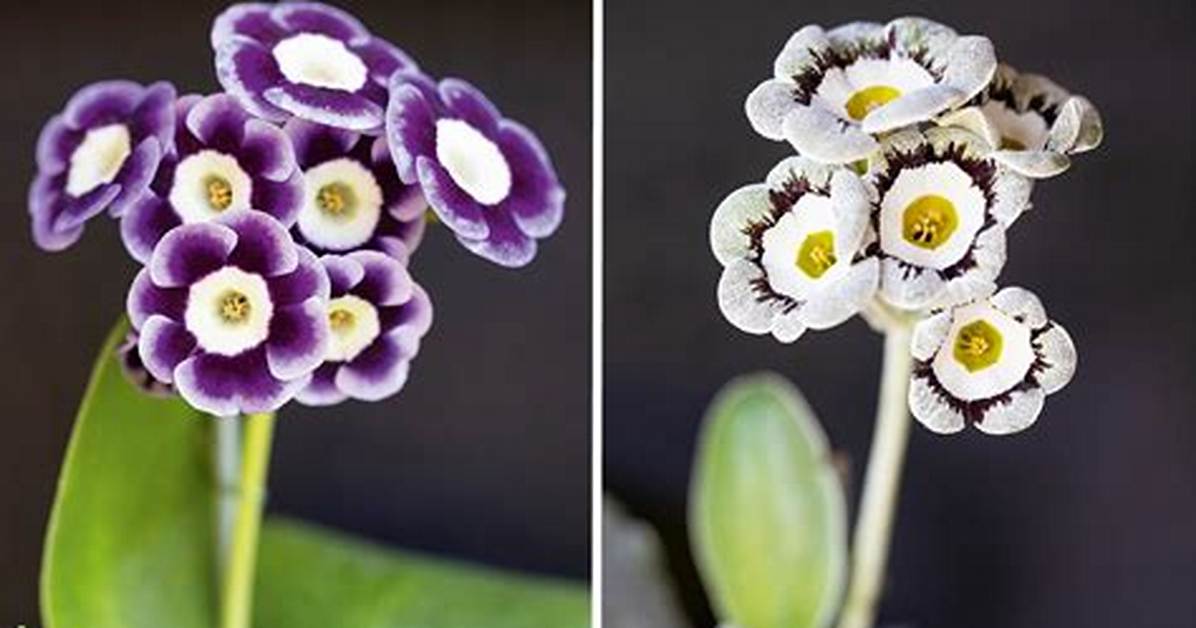 Do Auriculas Repeat Flower?