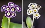 Do Auriculas Repeat Flower?
