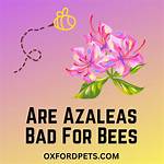 Do Azaleas Kill Bees