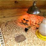 Do Baby Chicks Need a Brooder?