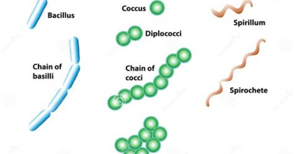 Do Bacillus Form Chains?