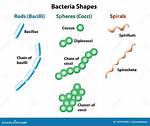 Do Bacillus Form Chains?