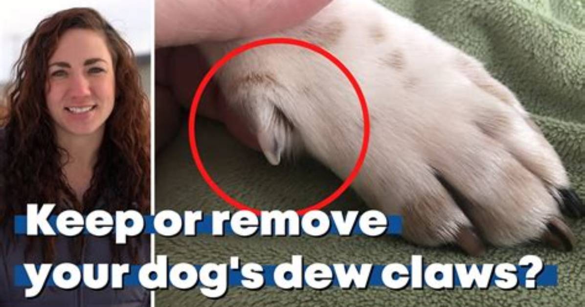 Do Back Dew Claws Fall off?