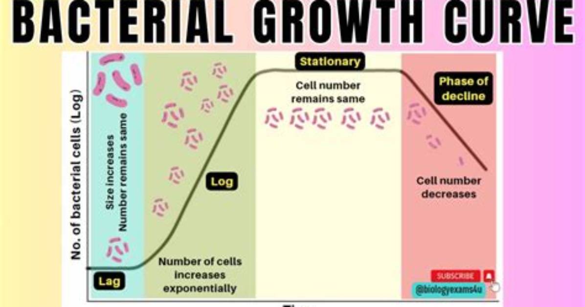 Do Bacteria Grow and Develop?