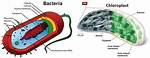 Do Bacteria Have Chloroplasts