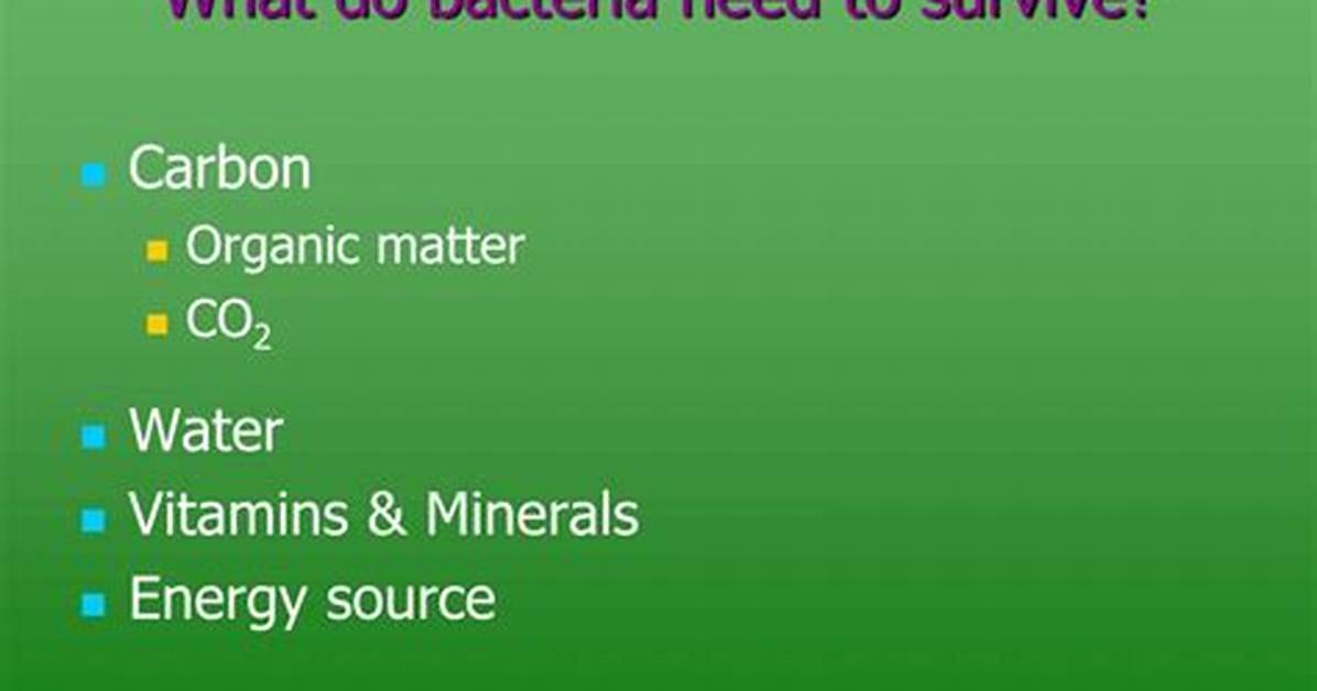 Do Bacteria Need Co2