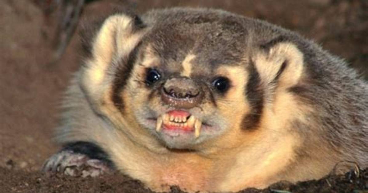 Do Badgers Attack Humans?