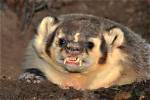 Do Badgers Attack Humans?