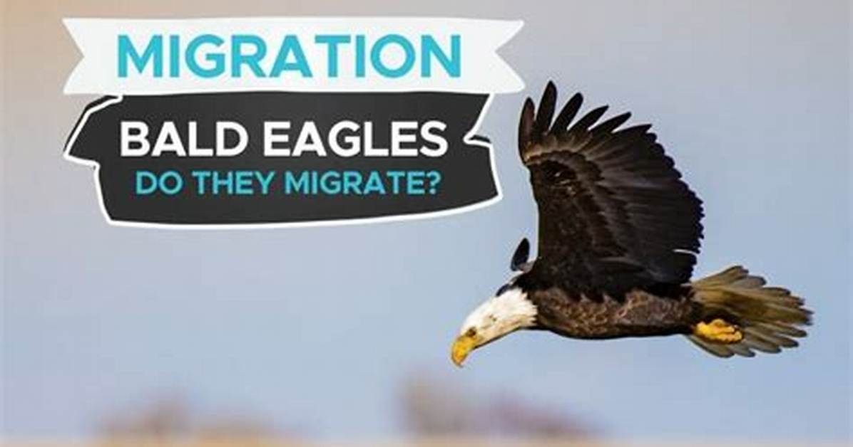 Do Bald Headed Eagles Migrate?