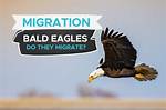 Do Bald Headed Eagles Migrate?