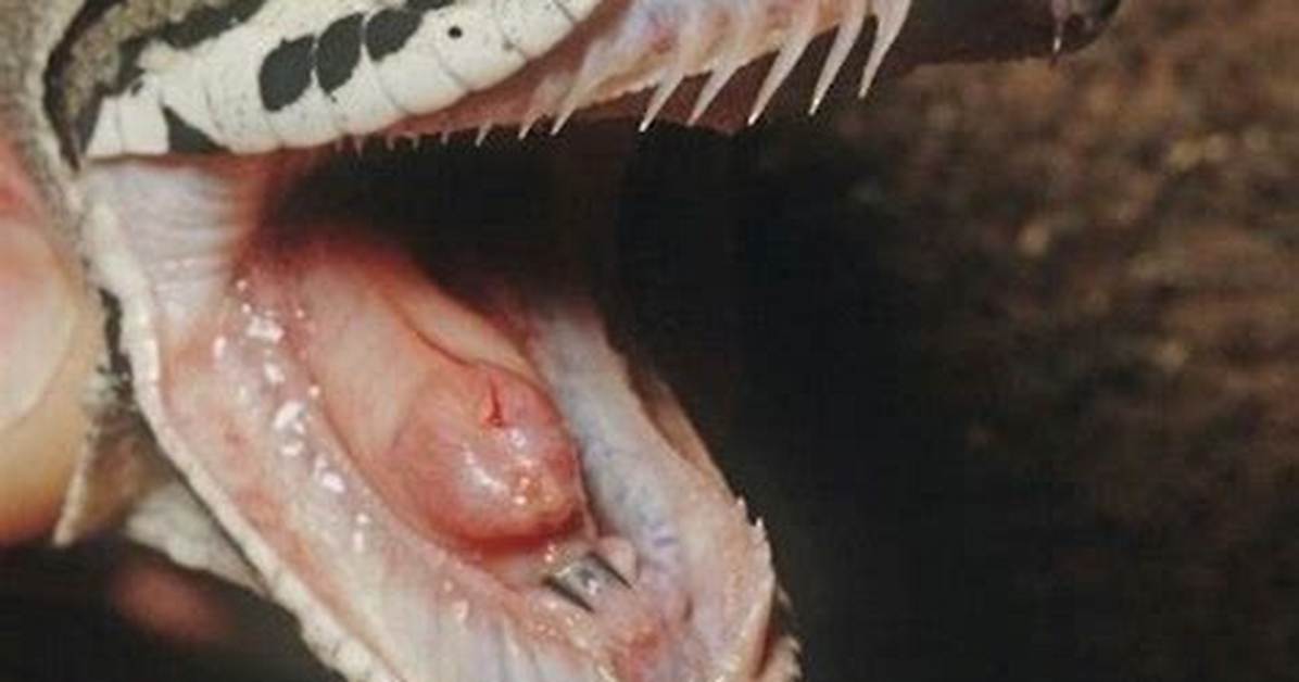 Do Ball Pythons Bite