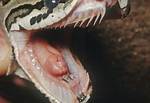 Do Ball Pythons Bite