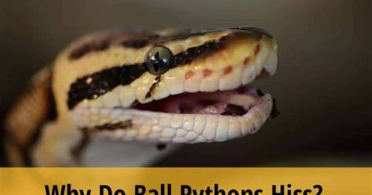 Do Ball Pythons Hiss?