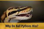 Do Ball Pythons Hiss?