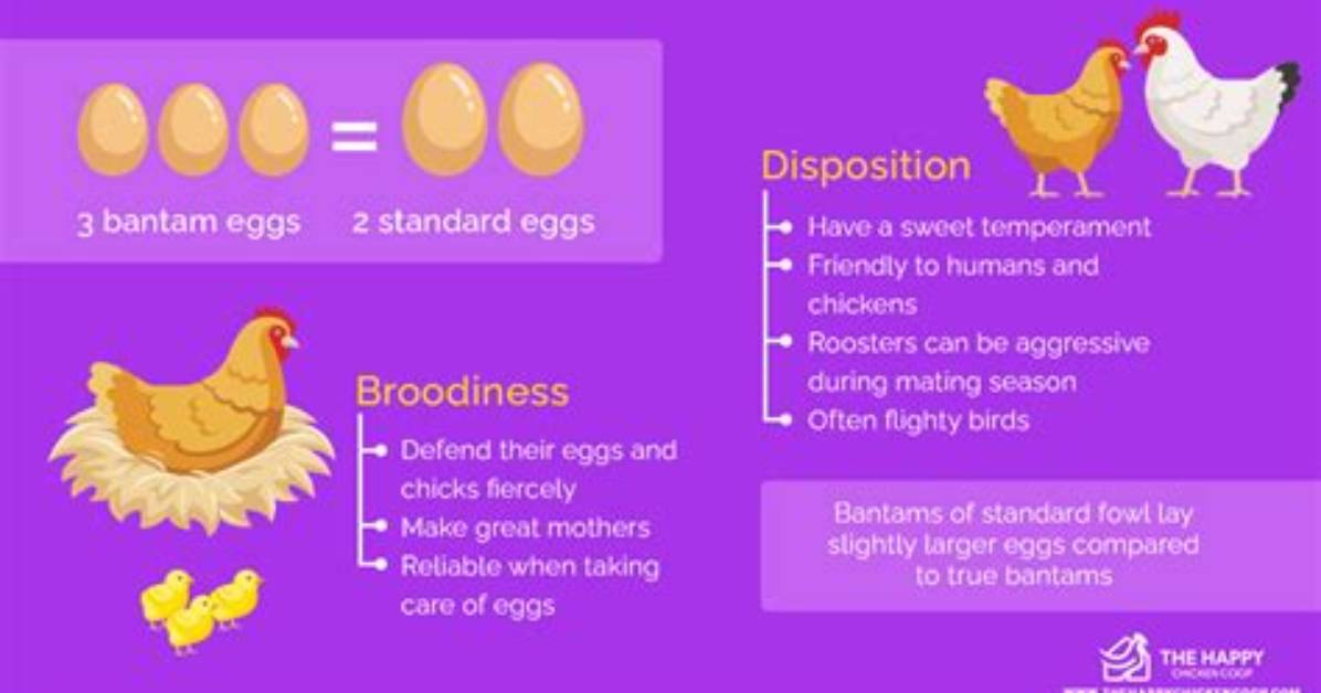 Do Bantams Lay Eggs?