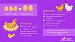 Do Bantams Lay Eggs?