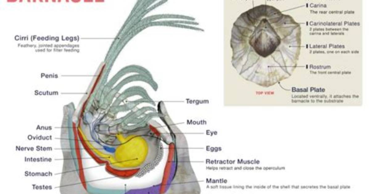 Do Barnacle Have a Backbone?