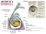 Do Barnacle Have a Backbone?