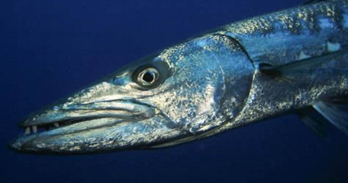 Do Barracuda Attack Humans