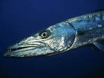 Do Barracuda Attack Humans