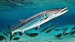 Do Barracudas Migrate