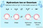Do Basic Solutions Have Hydronium Ions?
