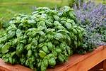 Do Basil Plants Spread