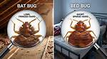 Do Bat Bugs Come Inside