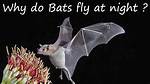 Do Bats Fly All Night?