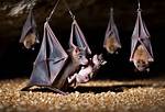 Do Bats Lay Eggs?