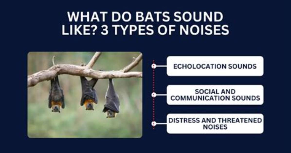 Do Bats Make Banging Noises?