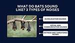 Do Bats Make Banging Noises?