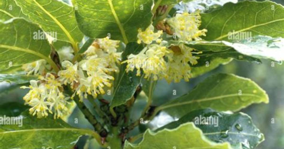 Do Bay Leaf Trees Flower?