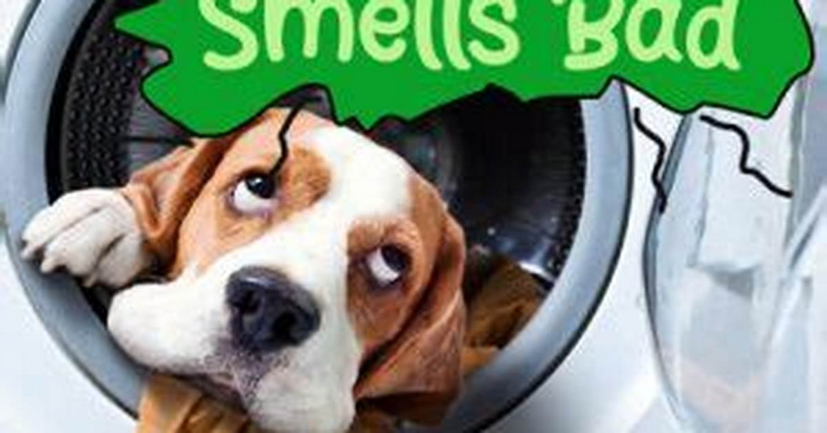 Do Beagle Smells Bad?