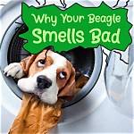 Do Beagle Smells Bad?