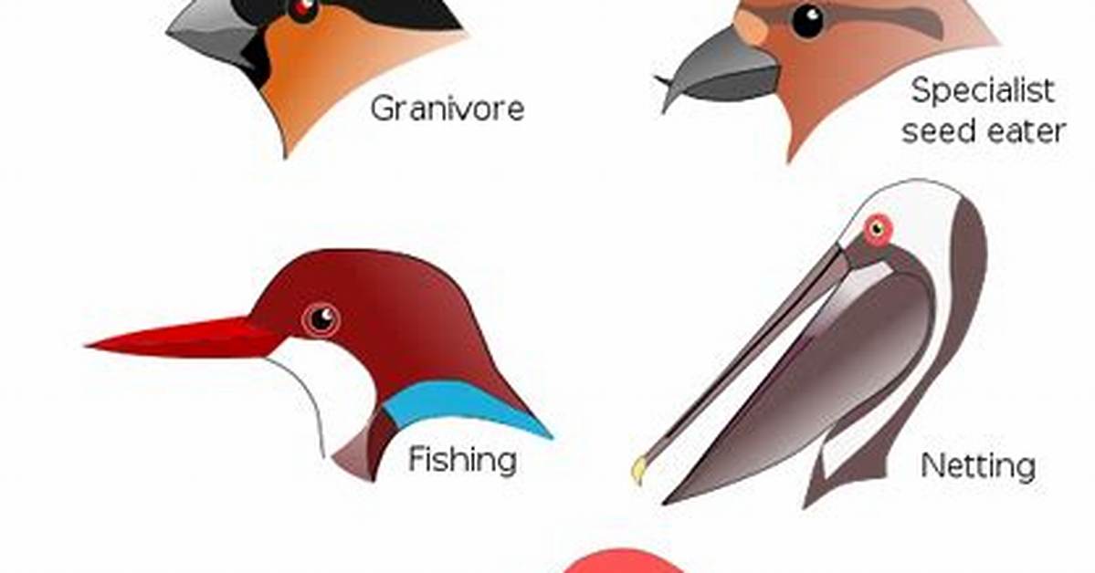 Do Beaks Help Birds?